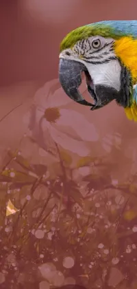 Bird Eye Macaw Live Wallpaper