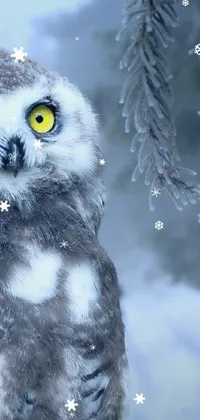 THE SUPER WISE OWL  Live Wallpaper