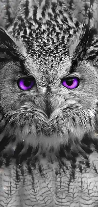 Bird Eye Owl Live Wallpaper