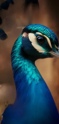 Bird Eye Peafowl Live Wallpaper