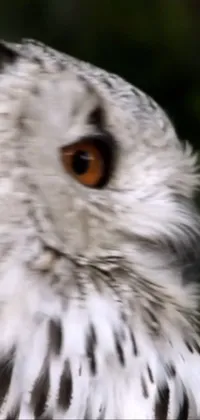 Bird Eye Screech Owl Live Wallpaper