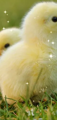 Looking for a cute live wallpaper to brighten up your phone's screen? Check out this adorable albino chicken wallpaper! The high-quality stock photo features two fluffy white chicks standing on a lush green field, pecking at the grass beneath them and enjoying the sunny weather