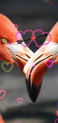 This live phone wallpaper displays a stunning photograph of two flamingos creating a heart shape with their necks