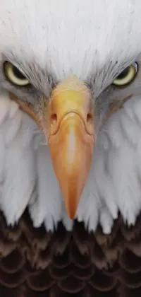 Bird Face Beak Live Wallpaper