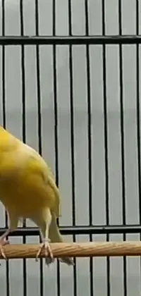 Bird Fence Beak Live Wallpaper