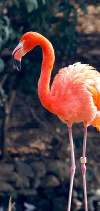 This lively phone wallpaper showcases the natural beauty of a flamingo in its full-length glory