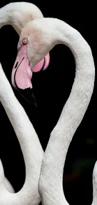 This live phone wallpaper boasts a stunning portrait of two flamingos forming a heart shape with their necks
