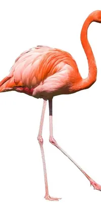 This phone live wallpaper depicts a flamingo on stilts in front of a white background