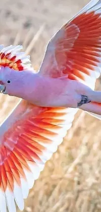 This live wallpaper for your phone features a stunning image of a pink and white bird in flight, set against a colorful background