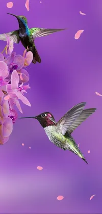 Immerse yourself in the natural wonder of this live phone wallpaper with a hummingbird and basket of flowers