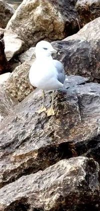 This phone live wallpaper features a striking white bird perched atop a rugged pile of natural rocks