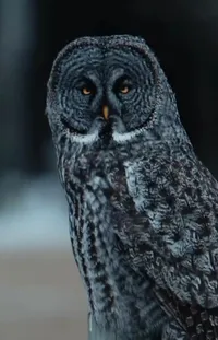 Bird Great Grey Owl Owl Live Wallpaper