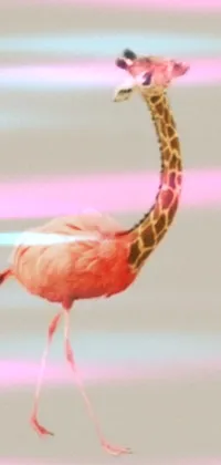 Bird Greater Flamingo Beak Live Wallpaper