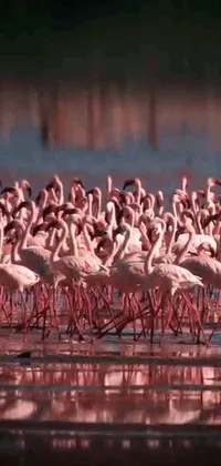 Bird Greater Flamingo Beak Live Wallpaper