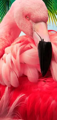 Bird Greater Flamingo Nature Live Wallpaper