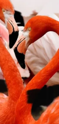 flamingo luv Live Wallpaper