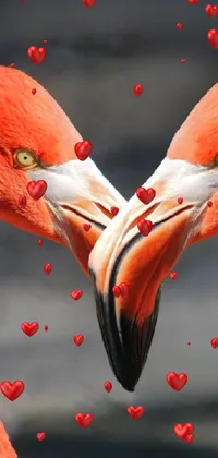 Bird Greater Flamingo Vertebrate Live Wallpaper