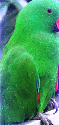 Bird Green Macaw Live Wallpaper