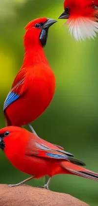 This stunning phone live wallpaper showcases a photo of vibrant red birds perched atop a tree branch