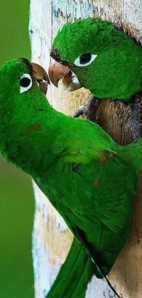 Bird Green Parrot Live Wallpaper