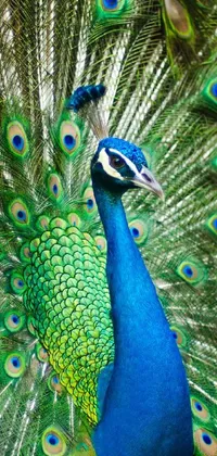 This phone live wallpaper features a captivating close-up of a proud peacock with its striking feathers open and on full display