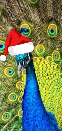 Christmas with the peacocks 🦚  Live Wallpaper