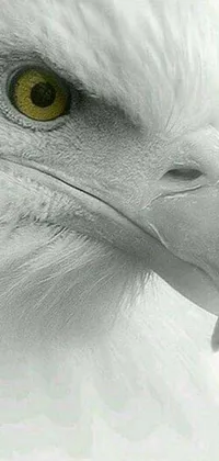 Bird Grey Beak Live Wallpaper