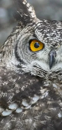 This phone live wallpaper showcases a stunning close-up of an owl perched on a gravel ground