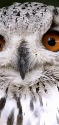 This phone live wallpaper depicts an awe-inspiring close-up view of an owl with gleaming orange eyes