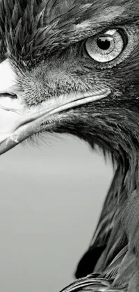 This stunning live wallpaper features a black and white photograph of a bird of prey, with a prominent eagle beak and intense eyes that seem to gaze directly at you
