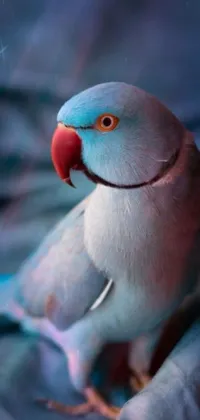 Bird Grey Parrot Live Wallpaper