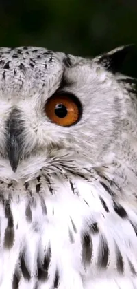 The phone live wallpaper features a close-up portrait of an owl with stunning orange eyes against a dark background