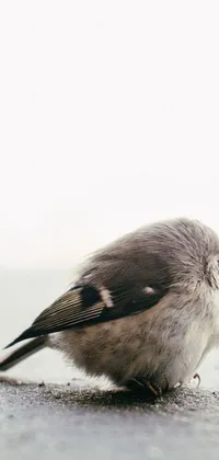 This phone live wallpaper showcases a delightful image of a small bird perched on the ground