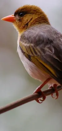 This phone wallpaper shows a delightful bird perched on a tree branch