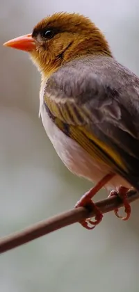 This beautiful phone live wallpaper features an adorable bird sitting on a tree branch