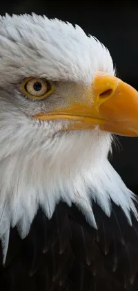This live phone wallpaper features the detailed portrait of a bald eagle captured in a zoo by shutterstock photographer Dietmar Damerau