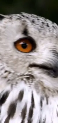 This phone live wallpaper showcases a breathtaking close-up of an owl with striking orange eyes
