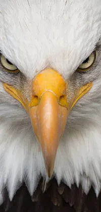 Bird Head Eye Live Wallpaper