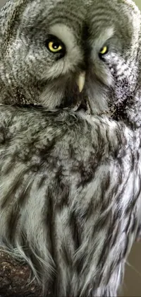 Bird Head Light Live Wallpaper