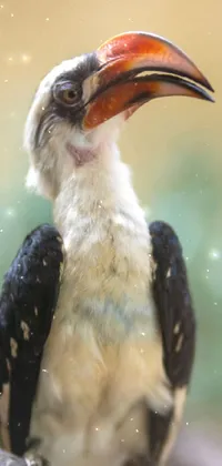 Bird Hornbill Beak Live Wallpaper