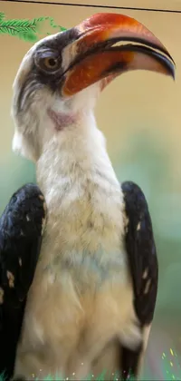 Bird Hornbill Organism Live Wallpaper