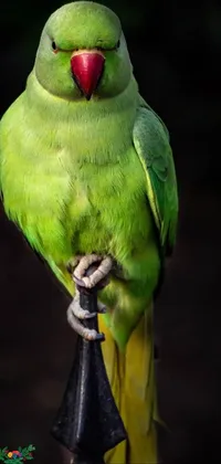 Bird Human Body Beak Live Wallpaper