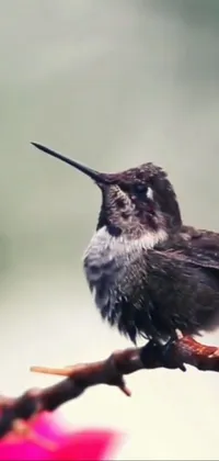 Bird Hummingbird Beak Live Wallpaper