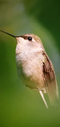 Bird Hummingbird Beak Live Wallpaper