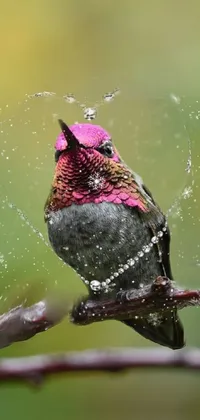 Pink Throated Hummingbird  Live Wallpaper