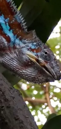 This live wallpaper features a close-up shot of a vibrantly colored lizard perched on a tree branch, complete with a striking blue mohawk down its back