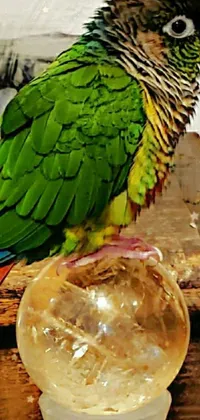 This lively phone live wallpaper features a beautiful parrot perched on a wooden table alongside a coffee cup
