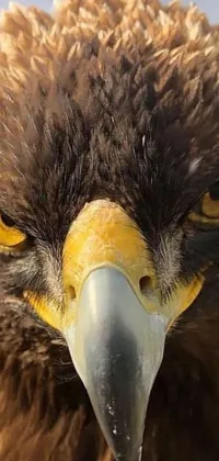Transform your phone with a captivating bird of prey live wallpaper