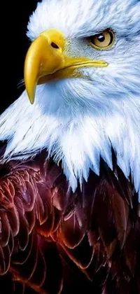 This incredible phone live wallpaper is a striking close-up image of a bald eagle