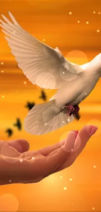 This lovely live phone wallpaper showcases a beautifully detailed illustration of a white dove flying over a hand at sunset